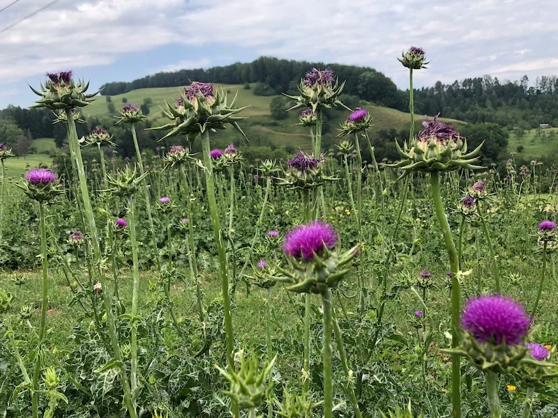 Einblick ins Kräuterwerk im Strohturm