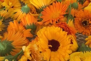 Leuchtend orange Ringelblumen