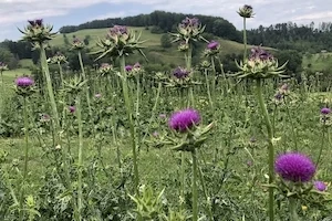 Die Mariendistel