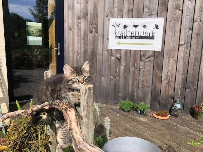 kontakt-katze