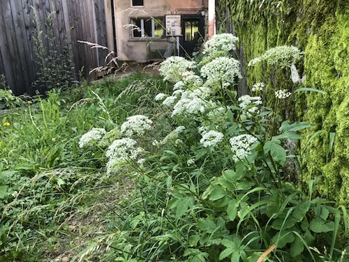 Einblick ins Kräuterwerk im Strohturm
